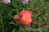 Gartenspass ® Gartenspass ®