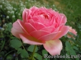 Jubilee Celebration® Jubilee Celebration®
