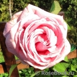Frederic Mistral® Frederic Mistral®