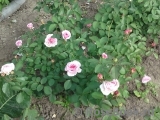 Claire Rose Claire Rose