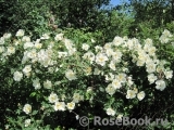 Rose spinosissima Rose spinosissima