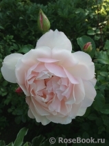 Generous Gardener, The Generous Gardener, The
