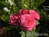 Johann Wolfgang von Goethe Rose® Johann Wolfgang von Goethe Rose®