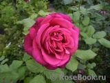 Johann Wolfgang von Goethe Rose® Johann Wolfgang von Goethe Rose®