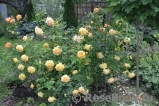 Golden Celebration® Golden Celebration®