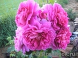 Princess Anne Princess Anne