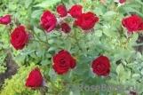 Scarlet Scarlet