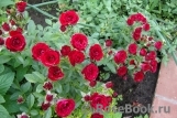 Scarlet Scarlet