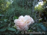 Sangerhauser Jubilaumsrose Sangerhauser Jubilaumsrose