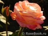 Belle Perle Belle Perle