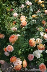 Lady of Shalott Lady of Shalott