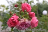 Baronesse Baronesse