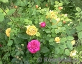 Heidi Klum Rose Heidi Klum Rose