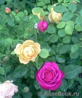 Heidi Klum Rose Heidi Klum Rose