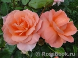 Sweet Fragrance Sweet Fragrance