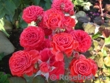 Red Diadem Red Diadem