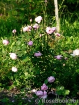 The Alnwick Rose The Alnwick Rose