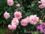 Home & Garden Home & Garden