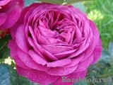 Heidi Klum Rose Heidi Klum Rose