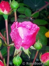 Baronesse Baronesse