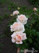 Chandos Beauty Chandos Beauty