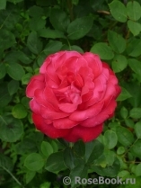 Dame de Coeur Dame de Coeur