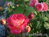 Midsummer Midsummer