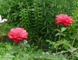 Dame de Coeur Dame de Coeur
