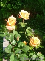 Lolita Lolita
