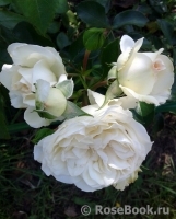 White Meidiland White Meidiland