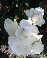 White Meidiland White Meidiland