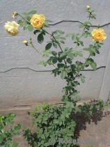 Golden Celebration® Golden Celebration®