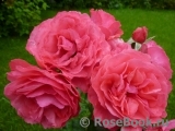 Rosarium Uetersen Rosarium Uetersen