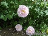 Martin Frobisher Martin Frobisher