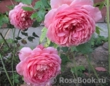 Jubilee Celebration® Jubilee Celebration®