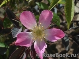 Rosa glauca Rosa glauca