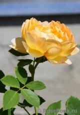 Lady of Shalott Lady of Shalott