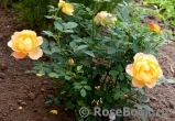 Lady of Shalott Lady of Shalott