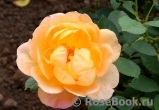 Lady of Shalott Lady of Shalott
