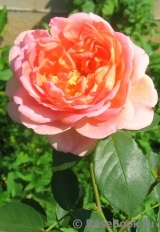 Lady of Shalott Lady of Shalott