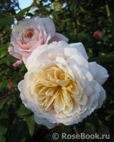 Crocus Rose® Crocus Rose®