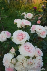 Mariatheresia Mariatheresia