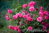 Rosarium Uetersen Rosarium Uetersen