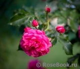 Rosarium Uetersen Rosarium Uetersen