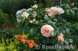 Sangerhauser Jubilaumsrose Sangerhauser Jubilaumsrose
