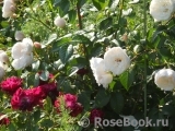Generous Gardener, The Generous Gardener, The