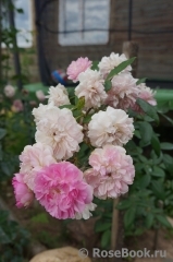 Fleur de Sardaigne Fleur de Sardaigne