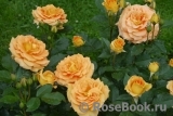 Goldelse Goldelse