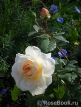 Crocus Rose® Crocus Rose®
