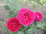 Falstaff® Falstaff®